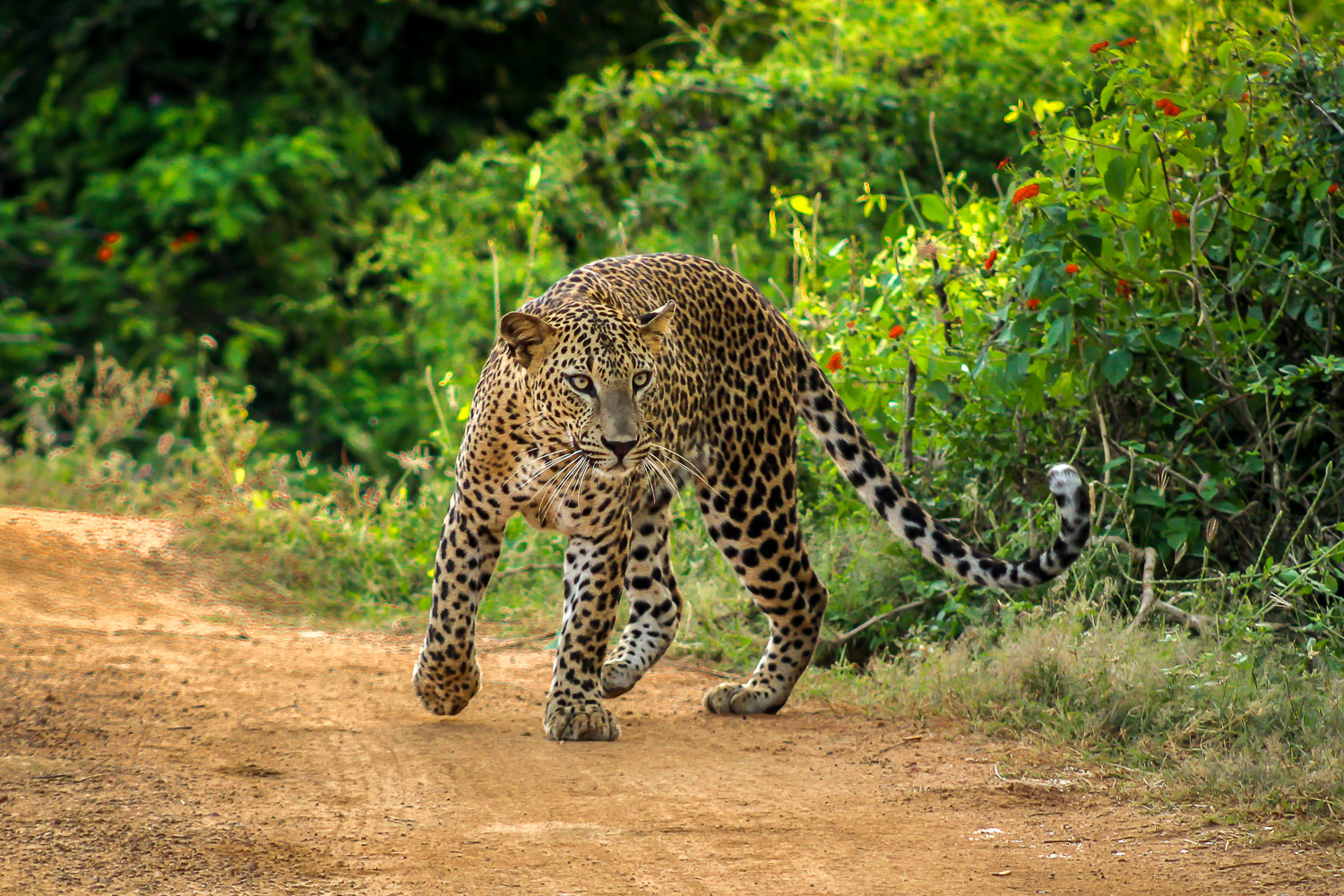 Yala National Park Safari Tours & Tickets